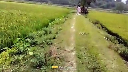 ভারত-বাংলাদেশ সীমান্তের কিছু প্রকৃতি তুলে ধরলাম। some nature of India-Bangladesh border