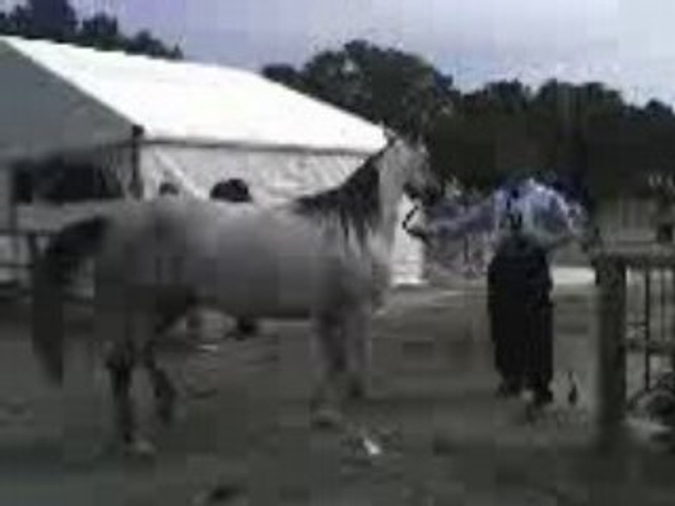 cheval arabe