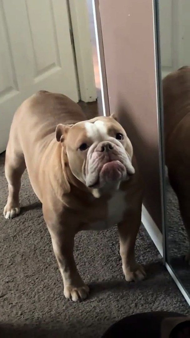 Dog 😡😡😡😡