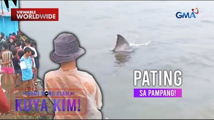 Pating, namataan sa pier?! | Dami Mong Alam, Kuya Kim!