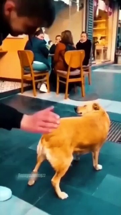 Funny Animals 2024 😂 - Funniest Cats and Dogs video 🐱 🐶 #shorts