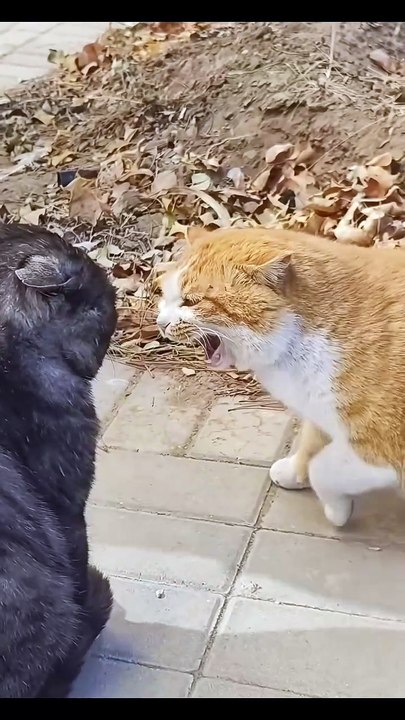 Welpe jagt seinen Schwanz! 20250201