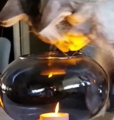 Cute animals cute cats and dogs funny animals