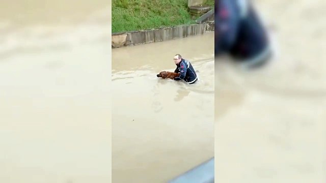 Cecina, intrappolato con l?auto nel sottopasso allagato: salvato insieme al cane dai vigili