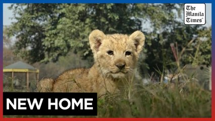 Lion cub confiscated from YouTuber rehomed at Pakistan zoo