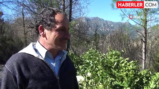 Kendiliğinden yetişen ürün 100 ailenin geçim kaynağı oldu! Aylık 50 bin TL kazanıyorlar