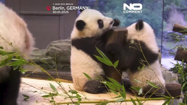 Les bébés pandas Leni et Lotti en vedette au zoo de Berlin