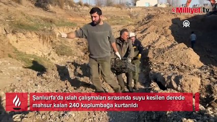 Şanlıurfa'da ilginç görüntü: Bataklığın içinden tek tek topladılar