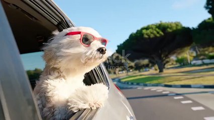 Cute 🐶dog best moment