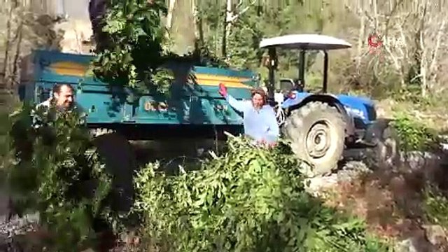 Köylünün yeşil hazinesi: Doğada kendi kendine yetişiyor, dünyaya satılıyor