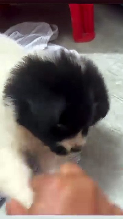 Bucket Bear Bucket