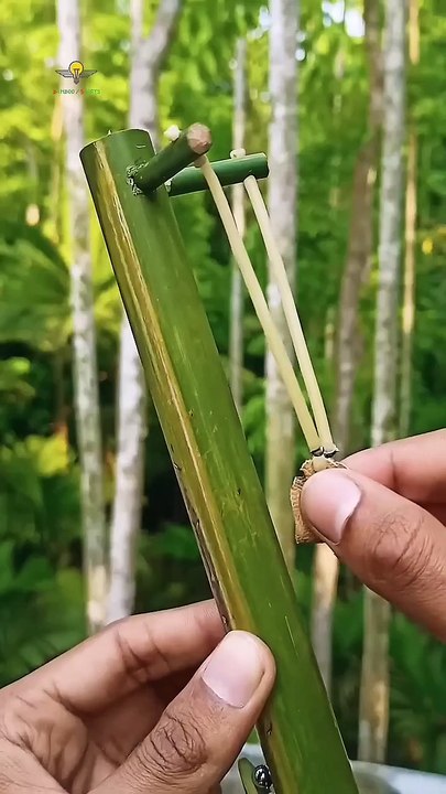 Bamboo videos