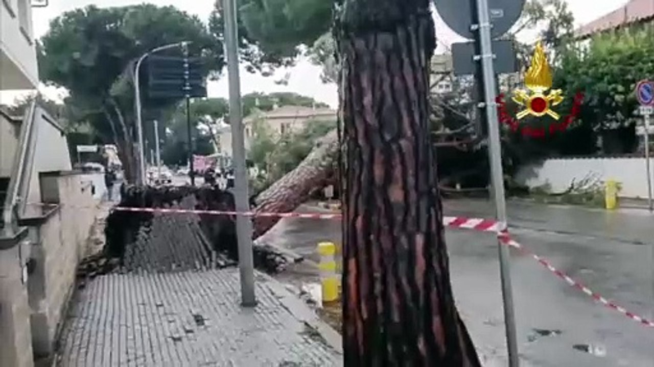 Cecina, grosso albero cade in strada. Diversi gli interventi dei vigili del fuoco