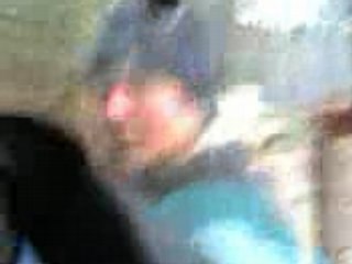 fromont petite compile