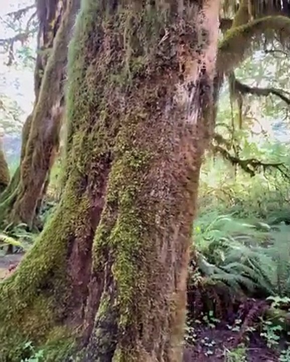 Wild Forest