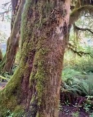 Wild Forest