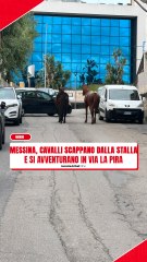 Messina, due cavalli scappano dalla stalla e si avventurano in via La Pira fra la curiosità dei passanti