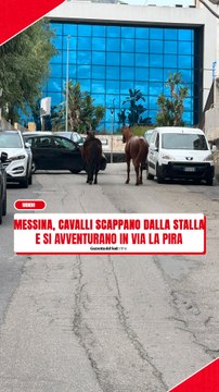 Messina, due cavalli scappano dalla stalla e si avventurano in via La Pira fra la curiosità dei passanti