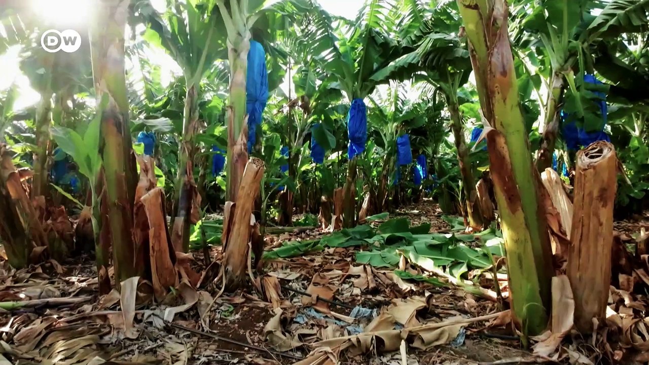 Mode aus Bananen: Von der Staude auf den Laufsteg