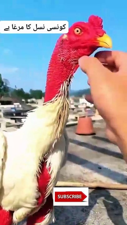 Fighter blood line#Viral #trendingshorts #heera aseel