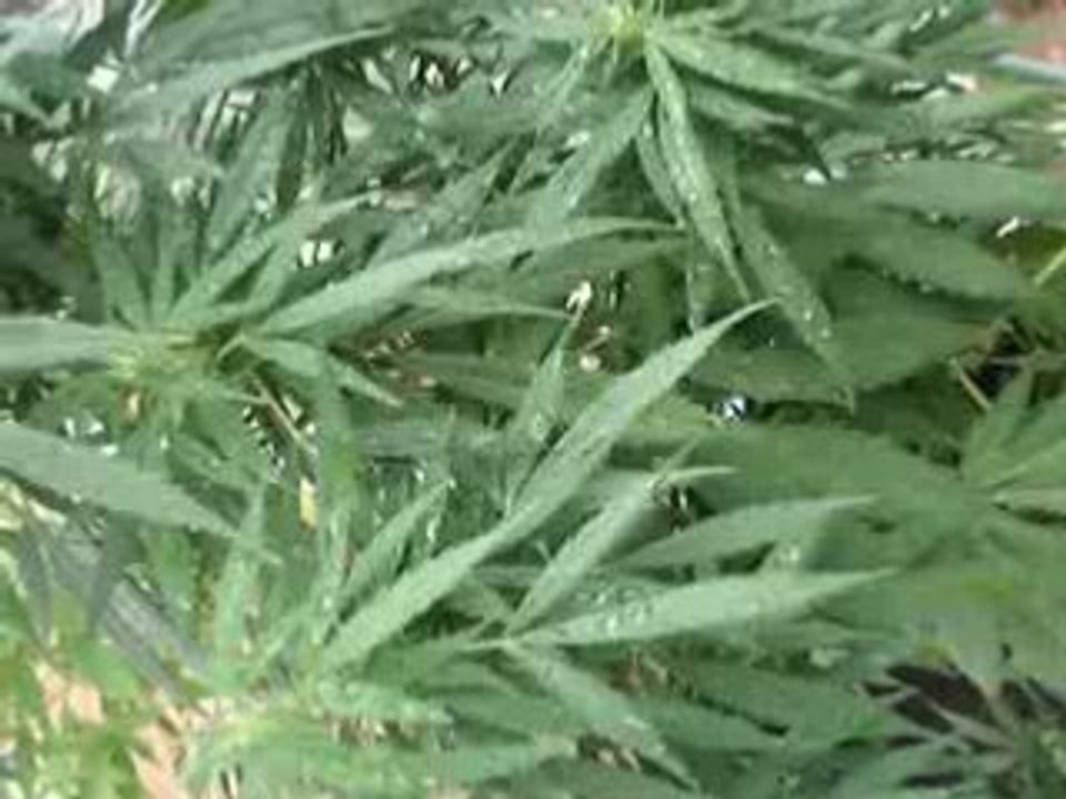 la flor de la vida