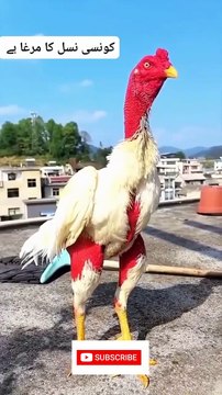 Aseel Fighter Murga| Game Chicken 🐔| #viral #aseel #shorts #murga #birds