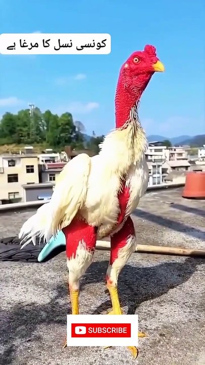 Aseel Fighter Murga| Game Chicken 🐔| #viral #aseel #shorts #murga #birds