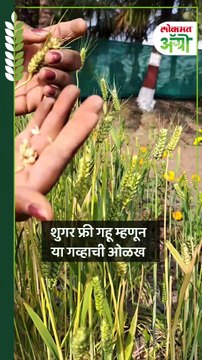 Indian Wheat : उत्खननात ज्या गव्हाचे संदर्भ सापडतात असा एकमेव भारतीय मूळ असलेला
