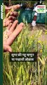 Indian Wheat : उत्खननात ज्या गव्हाचे संदर्भ सापडतात असा एकमेव भारतीय मूळ असलेला