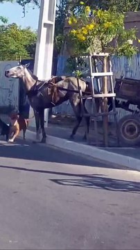 Vídeo: dupla de pitbulls ataca cavalos e é agredida a pauladas por carroceiro, em Maceió