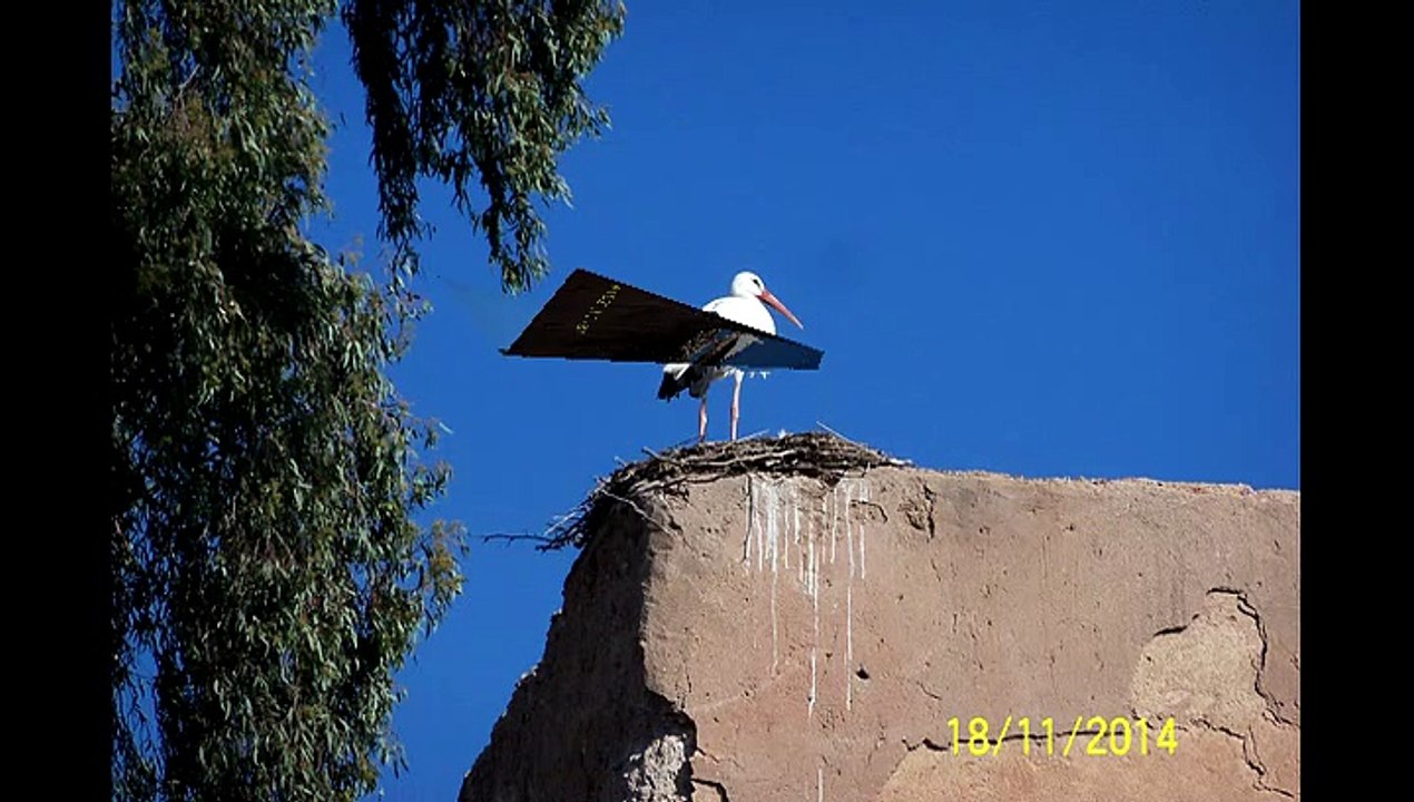 les cigognes du Maroc