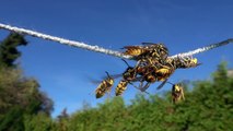 Acrobatic Yellow Jackets Feed On Rope  ViralHog