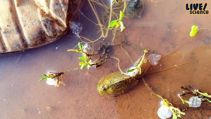 Dinosaur Shrimp Emerges After Arizona Monsoon