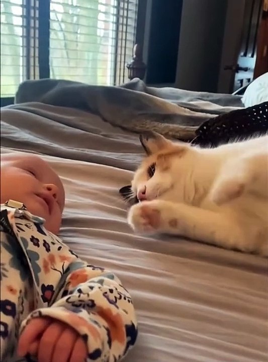 Cute cats and