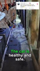 Voici le chat que l'enfant a essayé de sauver.