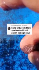 Larva lele diberi pakan cacing sutera BEKU boleh atau tidak❓
