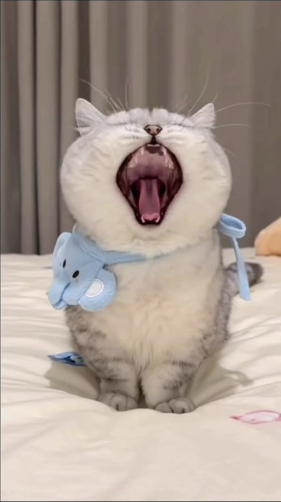 Hund packt Geschenke aus! 20250201