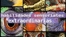 Animales con Superpoderes Sensoriales que No Creerás