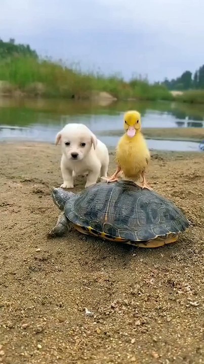 Puppy 🐕 dog 🐾