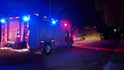 Ao menos sete árvores caíram no perímetro urbano de Cascavel durante o temporal