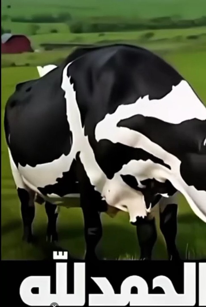 Entertainment#Videos funny