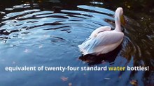 Fun Pelican Facts, Meet the Birds with Giant Fishing Nets!
