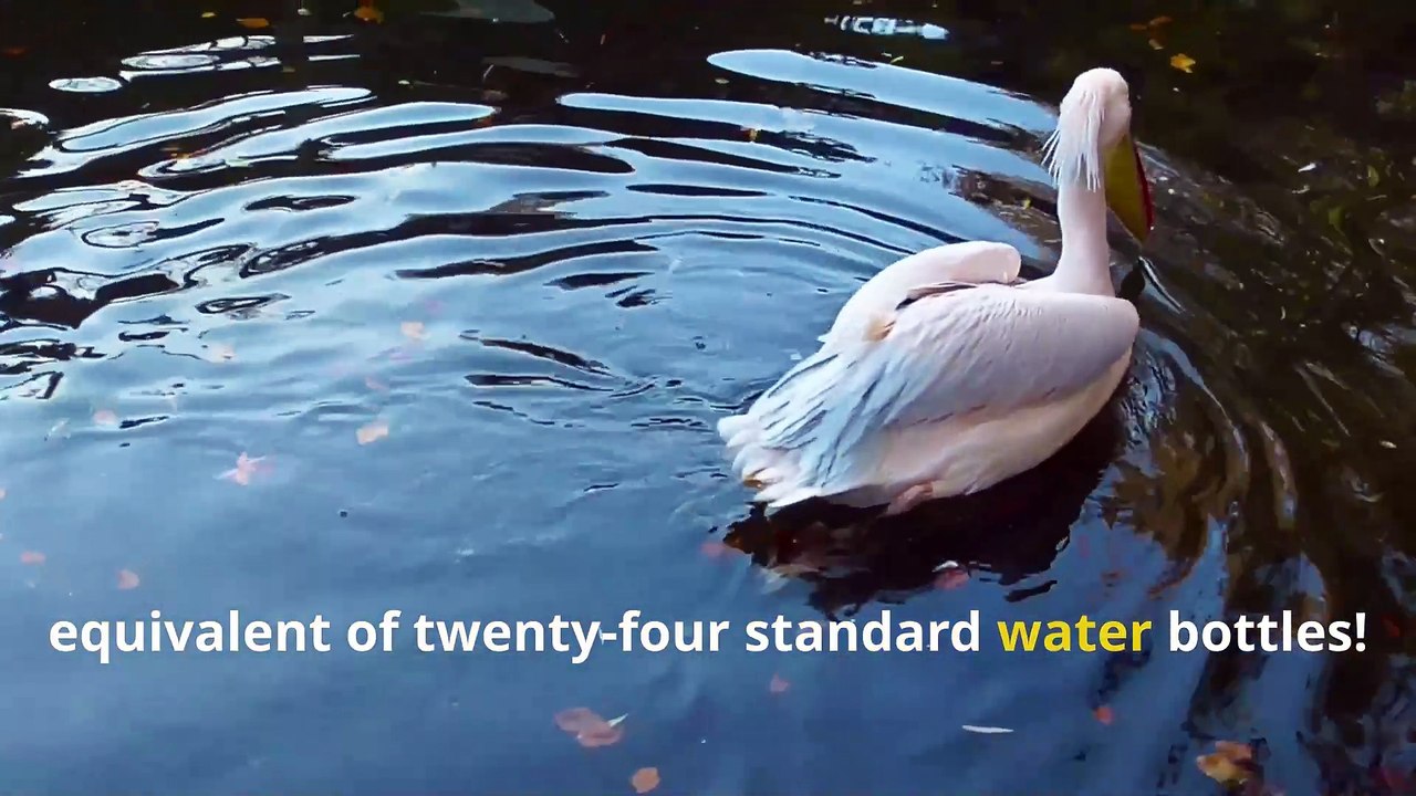 Fun Pelican Facts, Meet the Birds with Giant Fishing Nets!