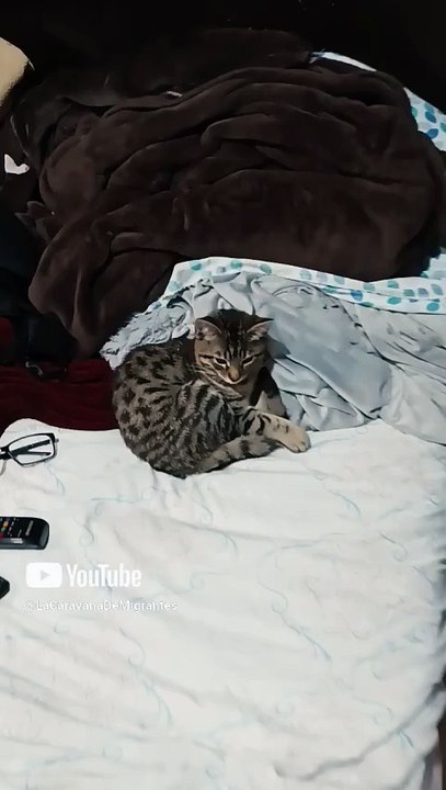 🐱💤 ¡Pernanca y Chamacorron Descansando Juntos! Felinos Peluditos y Juguetones 😻✨ #Shorts