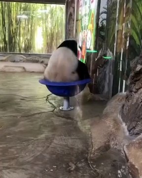 🐼 Welcome to the enchanting world of Pandas! 🌿 In this captivating video,