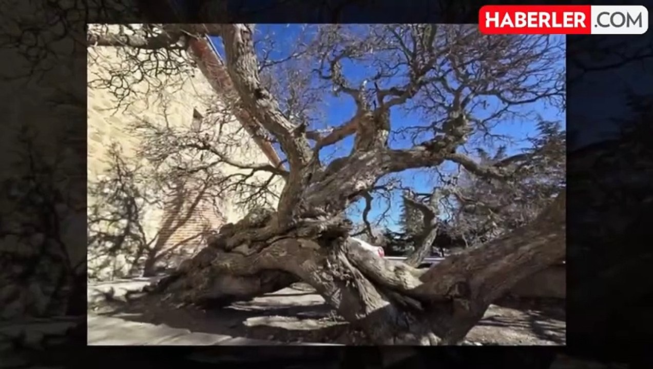 Kadir gecesi bu hale geldi, dut ağacının hikayesi duyanları hayret ettiriyor