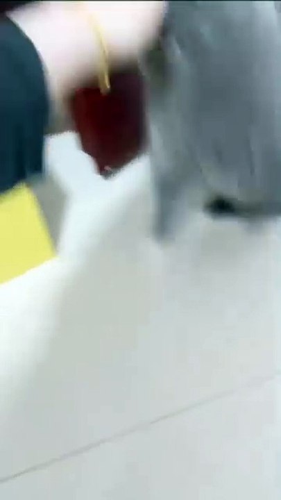 Katzen-Sprungkünste in Aktion! 20250202