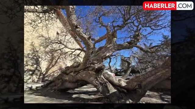 Kadir gecesi secde ettiği rivayet edilen dut ağacı görenleri hayrete düşürüyor