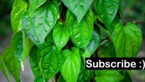 Discover the Surprising Health Benefits of Betel Leaf | Health Tips