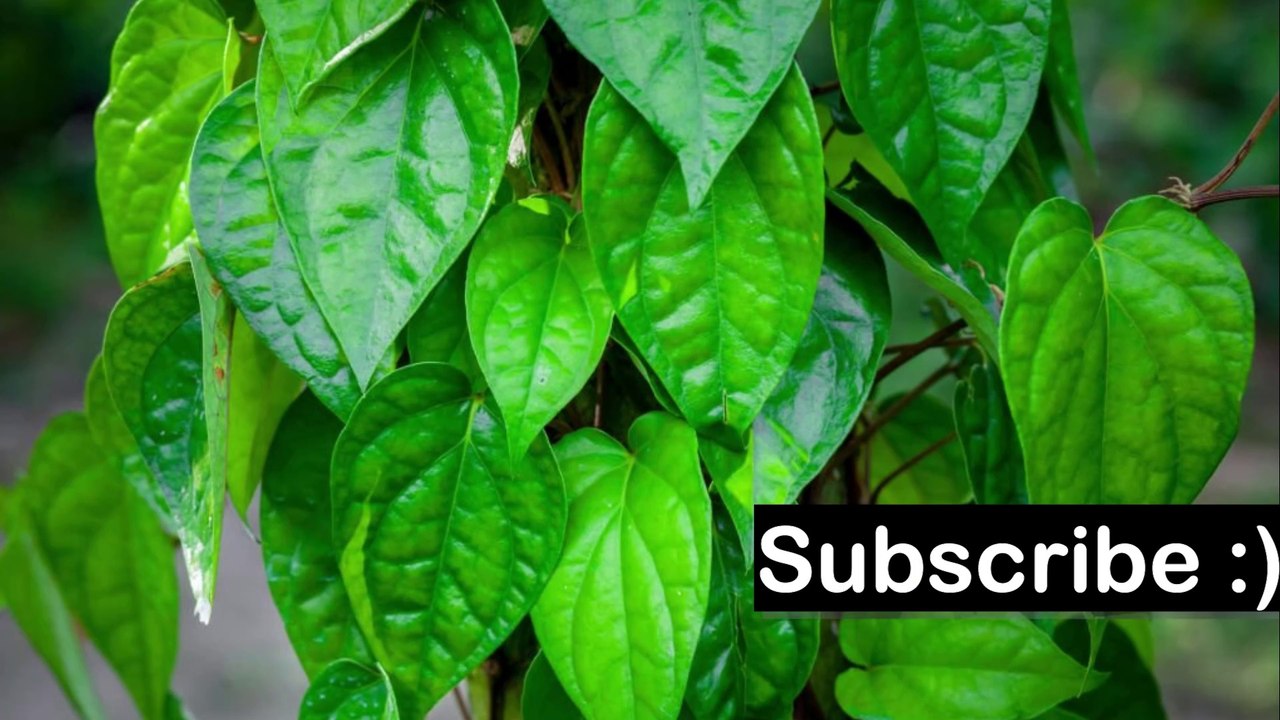 Discover the Surprising Health Benefits of Betel Leaf | Health Tips